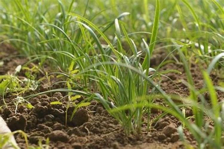 韮菜种植需要施多少肥料