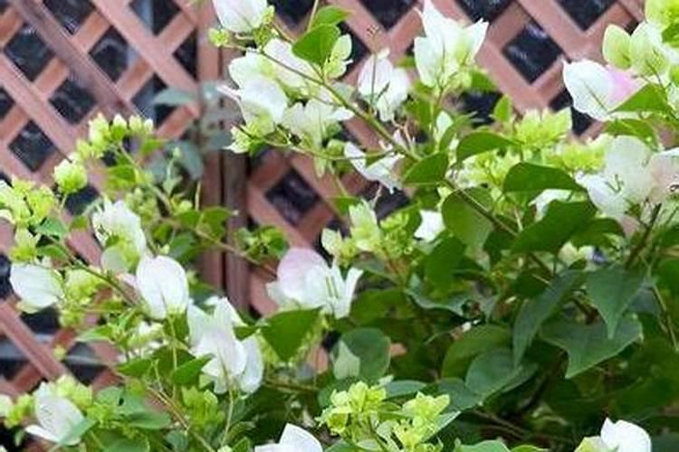 红蜘蛛打药早晨还是晚上