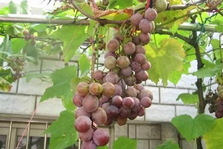 阳光玫瑰采摘前如何增甜呢