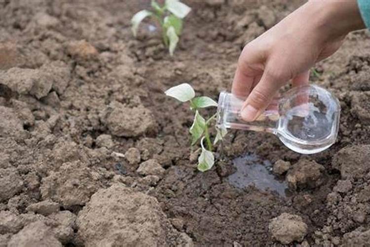 德图海藻教大家如何辨别海藻肥的真假、好坏!