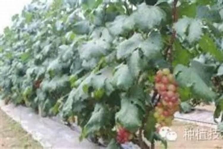 温室藤稔葡萄秋施肥完马上浇水吗？