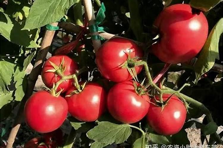 液体氮肥哪个厂家好