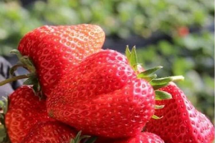 草莓用什么肥料减少畸形果,结果多？草莓专用叶面肥,大棚草莓温度管理
