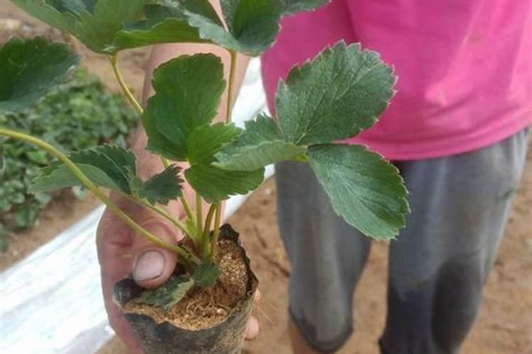 如何家庭盆栽草莓