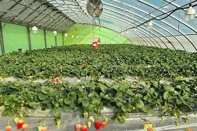 草莓平衡肥有哪些