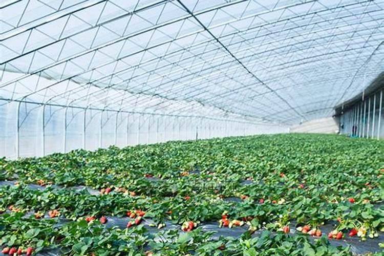 2025年中国复合肥排名