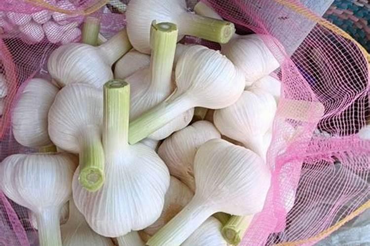 大蒜专用肥什么最好