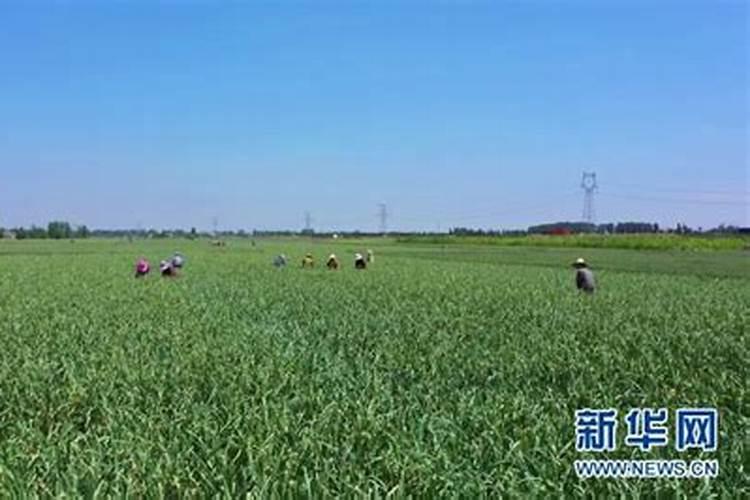 大蒜专用复合肥排名前十的有