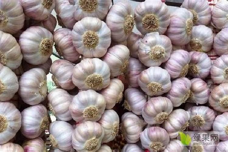 大蒜底肥用什么复合肥好？大蒜专用根茎块膨大素？