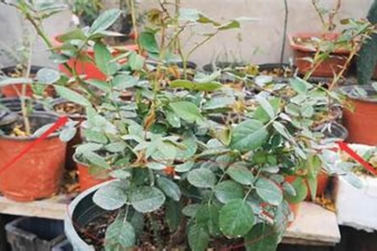 茄子开花结果期怎么施肥和管理