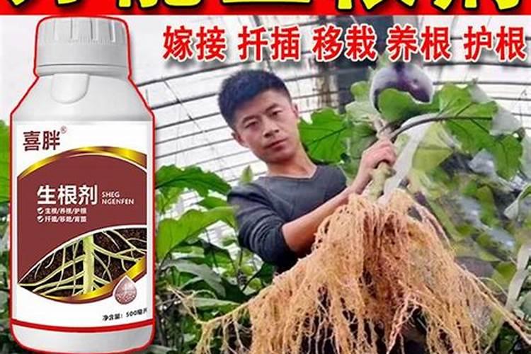 生根壮苗用什么肥料最好