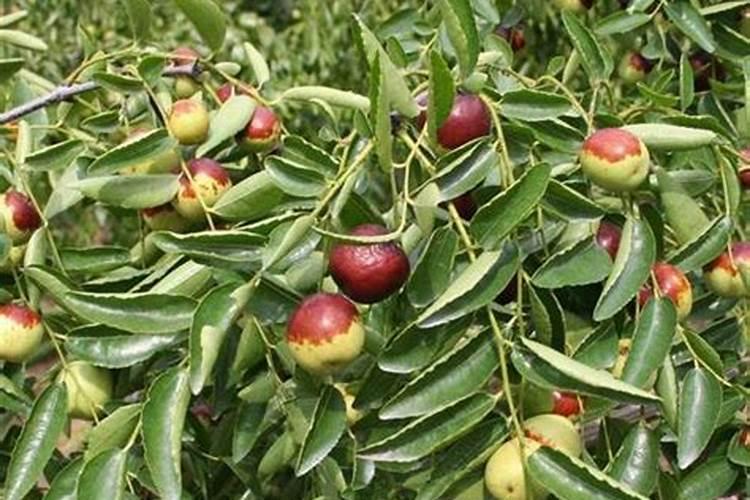 枣树开花结果初期施什么肥