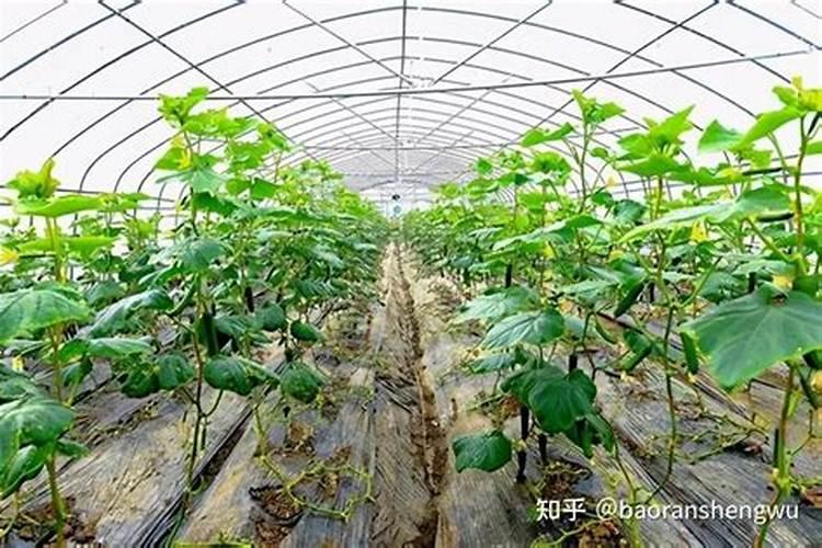 氮肥过多如何补救