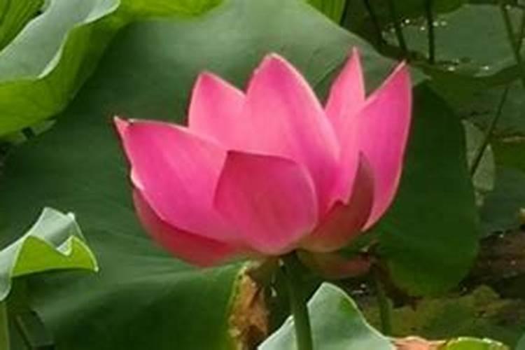 荷花喜肥吗 喜欢施什么肥料