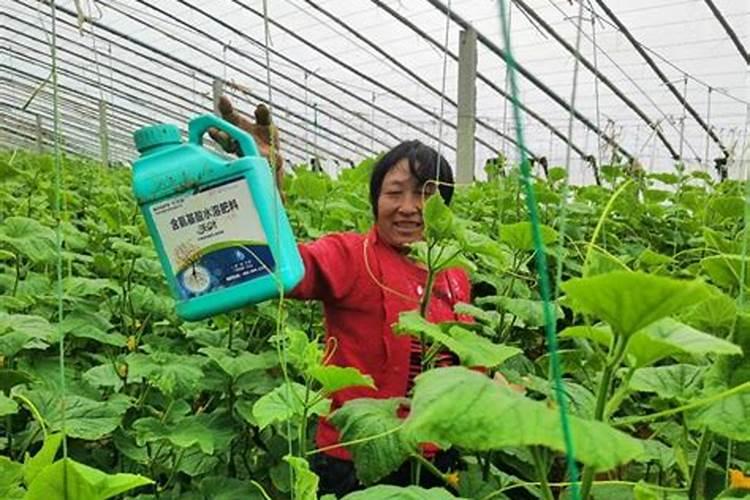 复合肥盆栽果树施肥方法