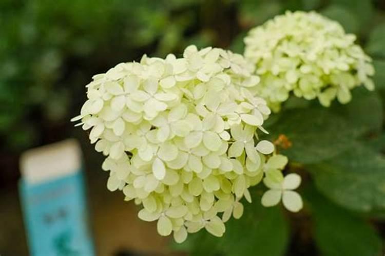 绣球调蓝用硫酸亚铁还是硫酸铝？