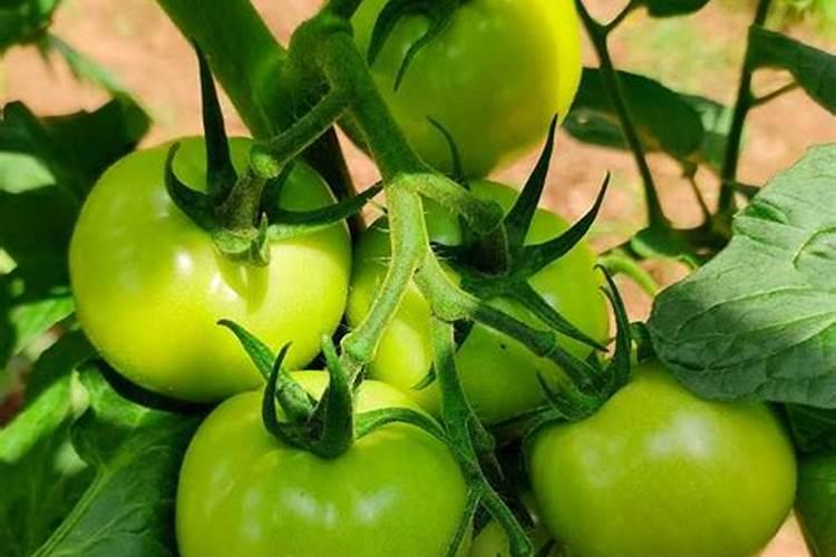 月季花最佳施肥时间是哪时候 月季花什么时候施肥好