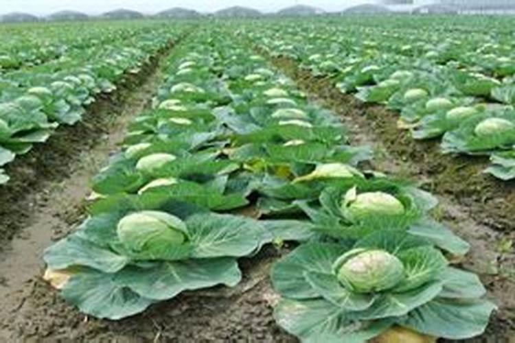 磷肥有哪些种类与用途