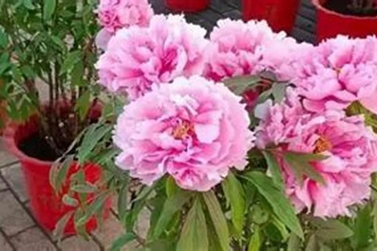 珍珠草怎么养殖方法