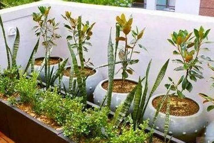 法国金燕牌酵母属于低糖酵母