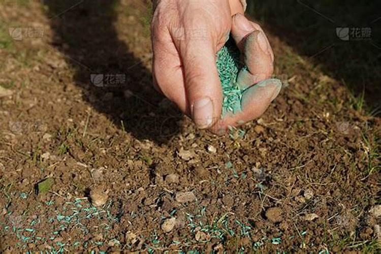 种草籽用什么肥料