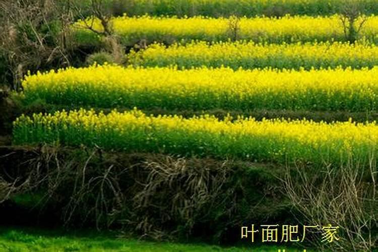 油菜盛花期能喷叶面肥吗