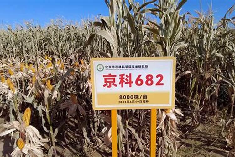 夏季种植玉米的除草方式多样,夏季种植玉米怎么用化学除草？