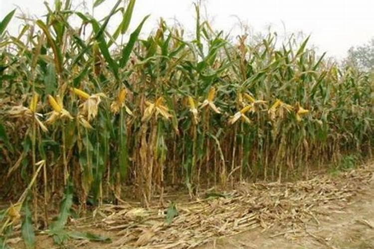 小麦收完种玉米,底肥用什么好？一亩地多少斤？老农教你选底肥