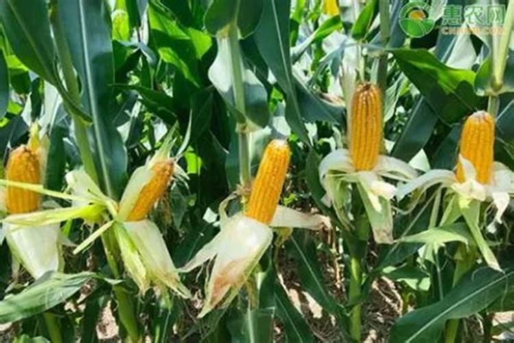 玉米一亩地得上多少化肥