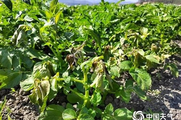 我家种的土豆但是这俩天降温冻了应该怎么办