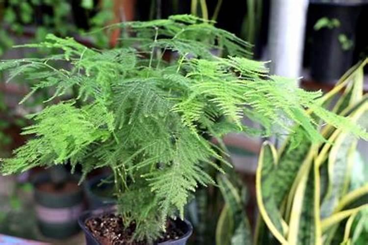 文竹发黄用什么肥料好 文竹叶黄的原因