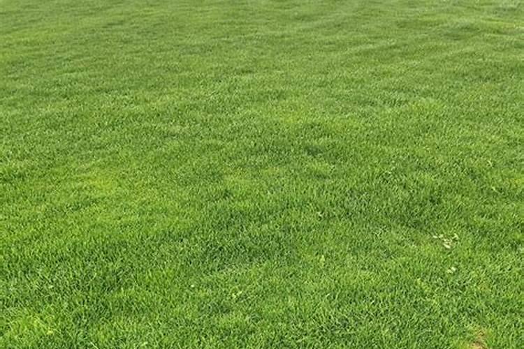 秋冬季节草坪要不要喷水？