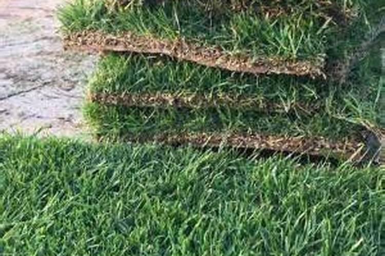 白三叶作草坪,南北均可种植,种一次管好几年