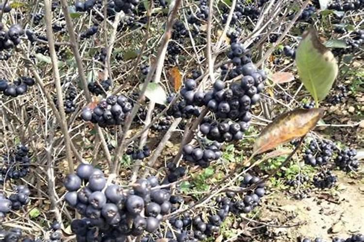 黑果花楸二年苗价格多少钱一棵？黑果花楸种植的最佳时间介绍