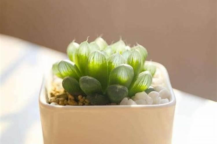 根达菜发黑什么原因？