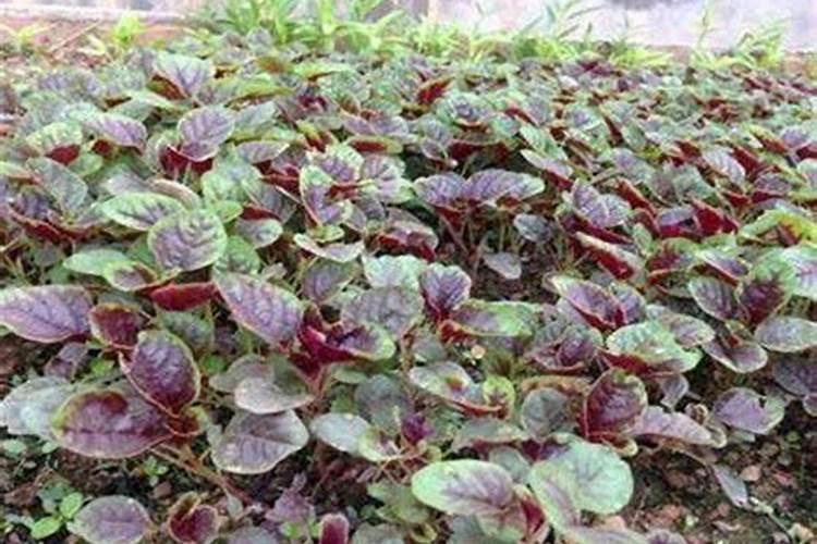 西红柿种植要打枝吗