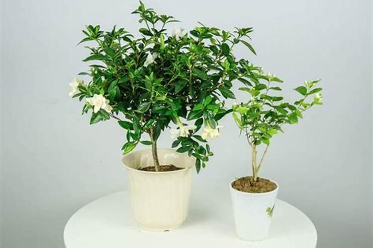 小盆的栀子花平时养的时候应该注意什么？？？