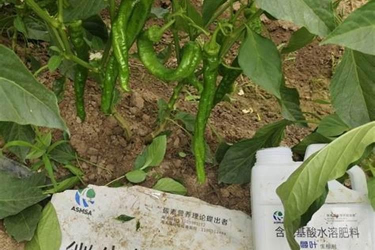 辣椒施肥时间和施肥量