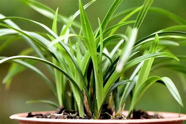 兰花如何施硼肥