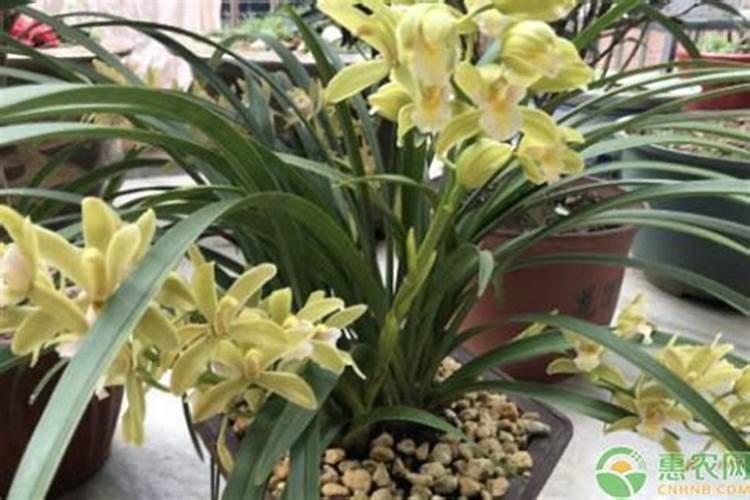 兰花能施硼肥吗