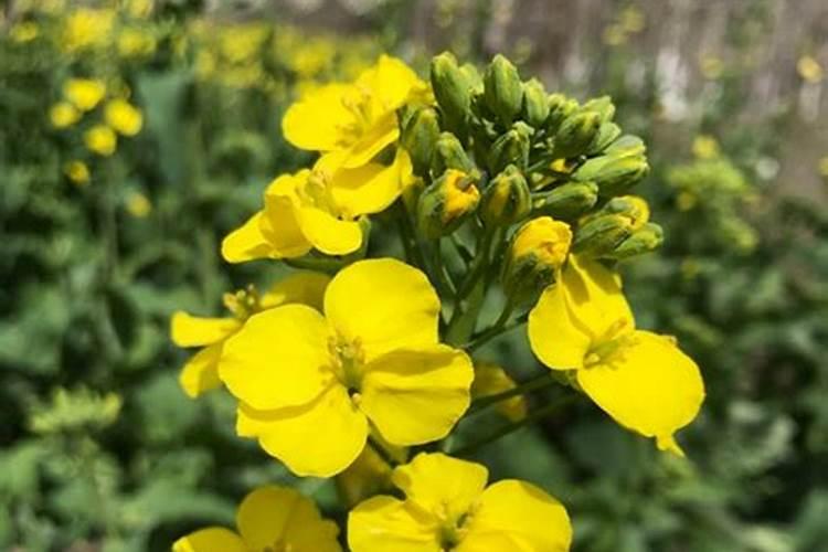 油菜在开花期要如何管理才能高产？