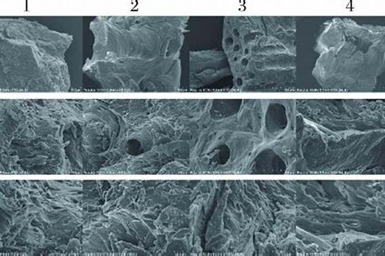 最好的海藻精是哪家