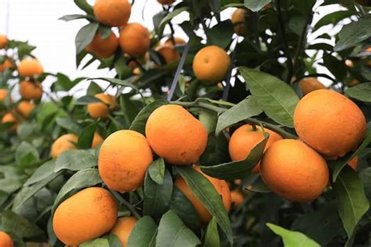 月季开花时能施肥吗