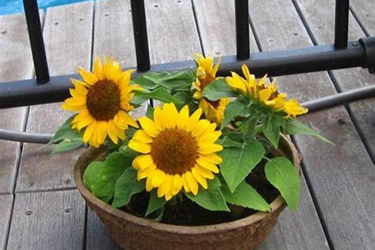 矮向日葵开花后还要施肥吗花卉百科