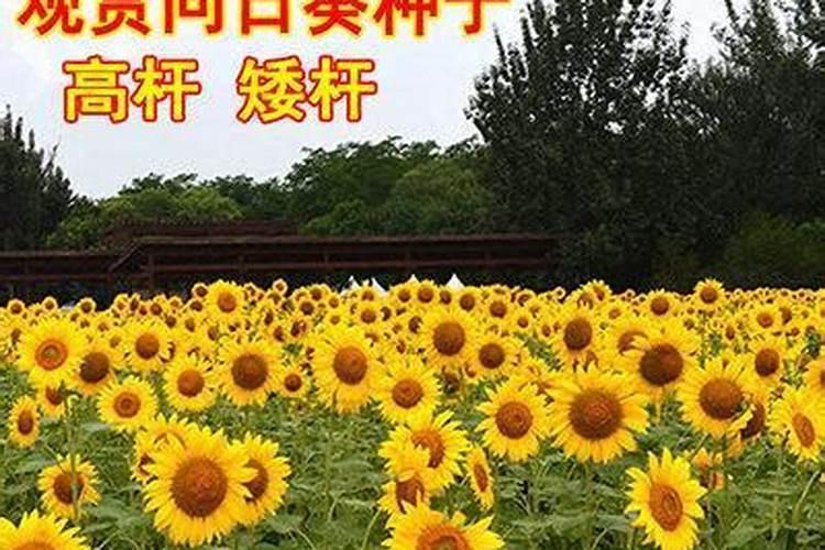 15.矮向日葵应该怎么施肥