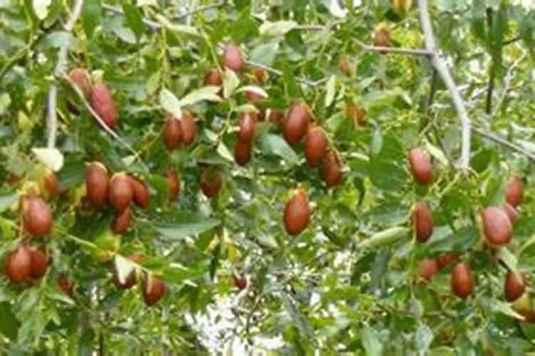 枣树上使用哪些叶面肥料效果比较好？