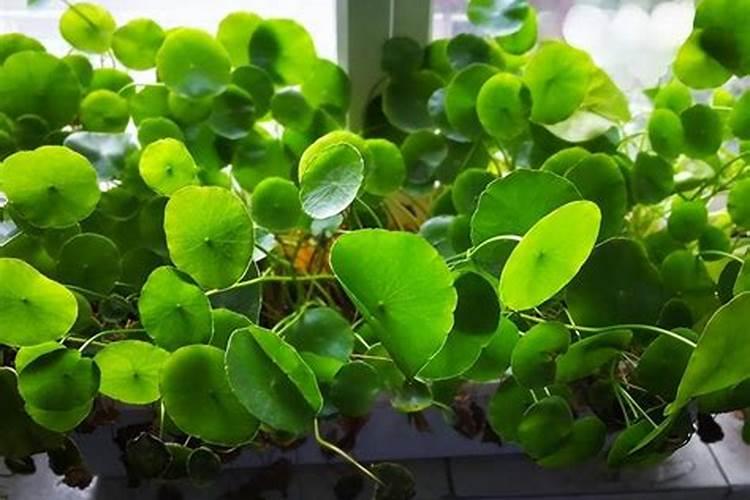 什么叶面肥能增厚叶子使用页面肥哪些是要注意的