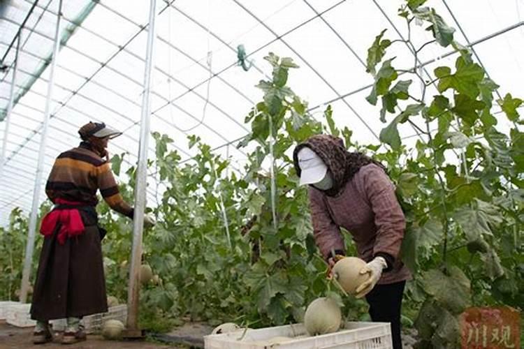 鉴别磷肥和钾肥的简易方法