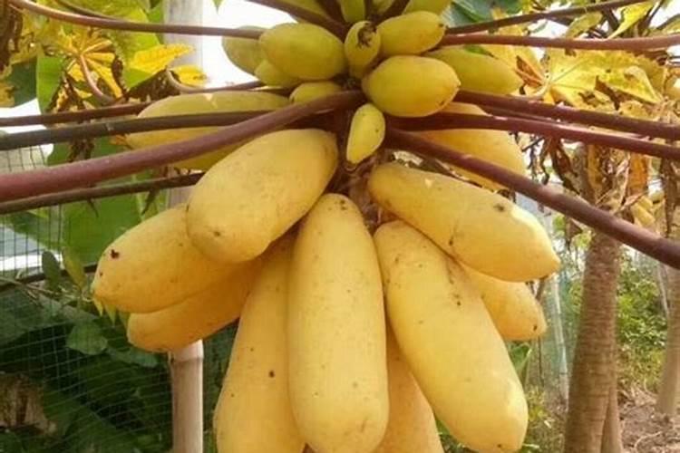 有机肥为西红柿提供什么