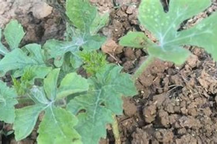 西瓜膨大期用什么复合肥好？西瓜结果期用什么冲施肥好？